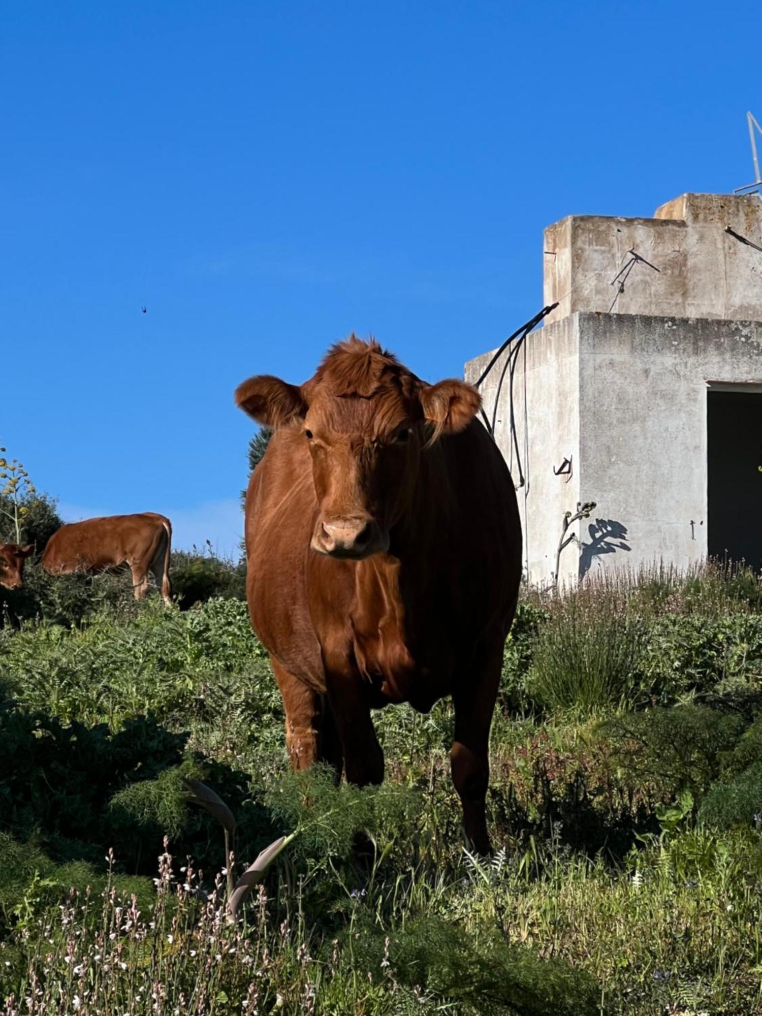 Mongofre Agroturismo Mahón Exteriér fotografie